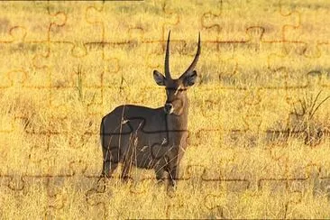 פאזל של Antilope d 'acqua