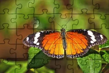 Hypolimnas misippus jigsaw puzzle