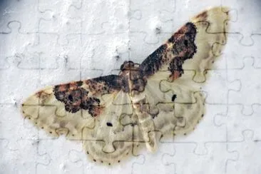 Idaea rusticata jigsaw puzzle