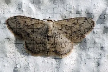 Idaea seriata