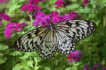 Idea leoconoe jigsaw puzzle