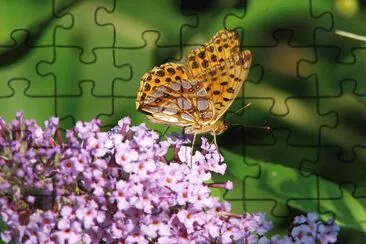 Lathonia jigsaw puzzle