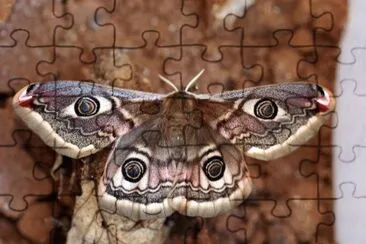 Pavonia minore jigsaw puzzle