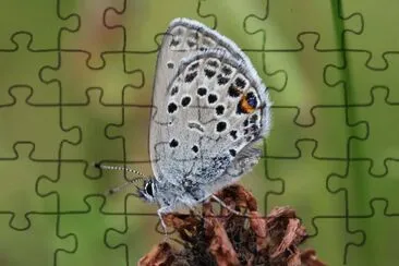 Plebejus opitilete jigsaw puzzle