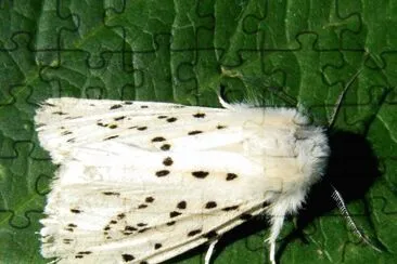 Spilosoma lubricipeda