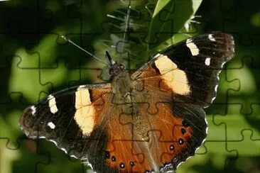 Vanessa itea