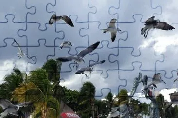 Gaviotas en Playa del Carmen.