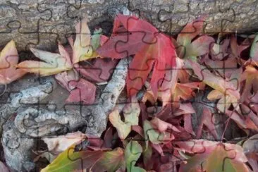 leaves 2 jigsaw puzzle