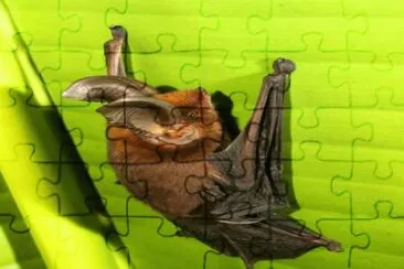 Pipistrello dai piedi a ventosa jigsaw puzzle