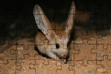 Topo delle piramidi jigsaw puzzle