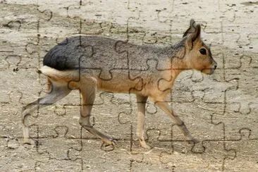 Patagonian mara jigsaw puzzle