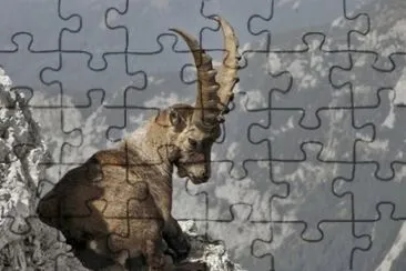 Capra di montagna jigsaw puzzle