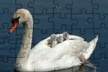 Cigno con i piccoli jigsaw puzzle