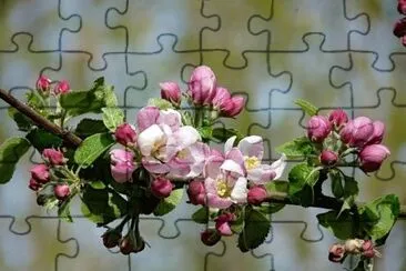 apple blossoms jigsaw puzzle