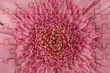 pink flower jigsaw puzzle