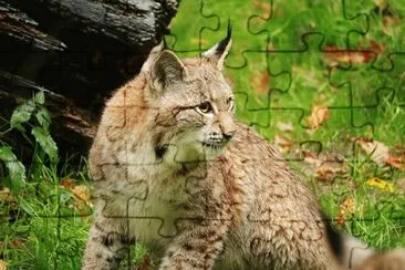 Lince canadese