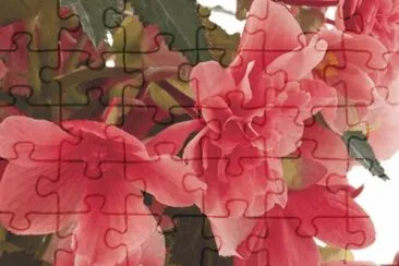 flowers jigsaw puzzle