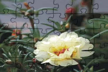 flowers jigsaw puzzle