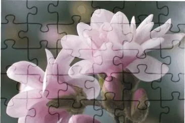 flowers jigsaw puzzle