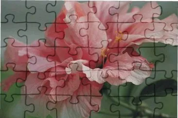 flowers jigsaw puzzle