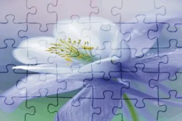 flowers jigsaw puzzle