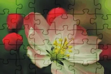 flowers jigsaw puzzle