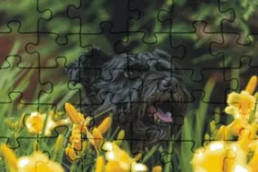 פאזל של dog in flowers