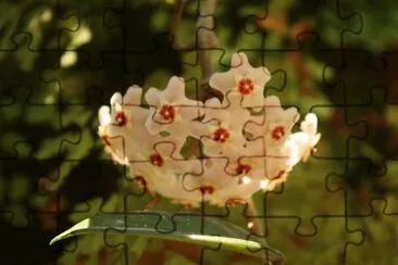 Otra flor de nÃ¡car