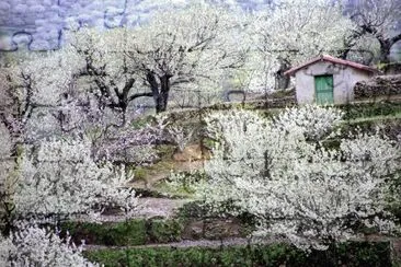 Cerezos en flor-Valle del Jerte