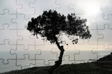 Ãrbol en la costa limeÃ±a. jigsaw puzzle