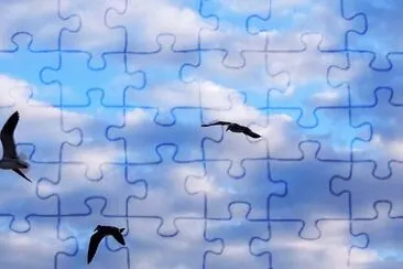 Gaviotas en Playa del Carmen. jigsaw puzzle