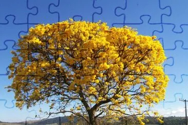 yellow tree