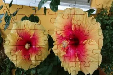 Hibiscus1 jigsaw puzzle