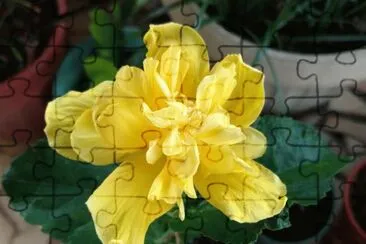 Hibiscus2 jigsaw puzzle