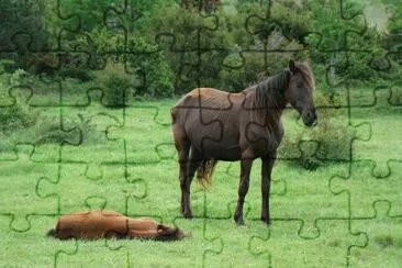 פאזל של Chevaux