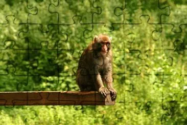 Macaca fuscata jigsaw puzzle