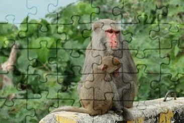 Macaco di taiwan jigsaw puzzle