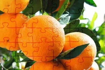 Ã¡rbol de naranja jigsaw puzzle