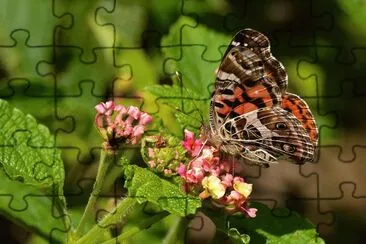 Borboleta no jardim