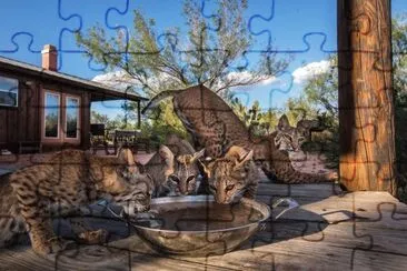 lince jigsaw puzzle