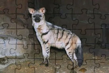 Protele crestato jigsaw puzzle