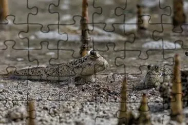 Perioftalmo jigsaw puzzle