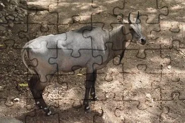 Nilgau jigsaw puzzle