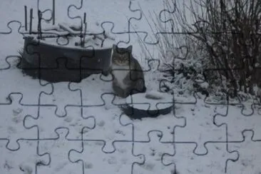 chat dans la neige