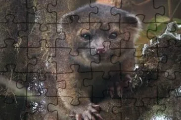 Olinguito jigsaw puzzle