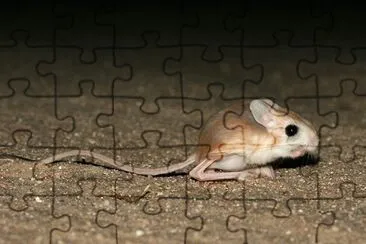 Jerboa jigsaw puzzle