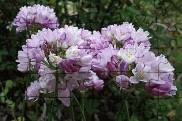 allium roseum