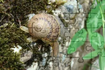 escargot jigsaw puzzle