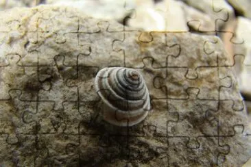 escargot jigsaw puzzle