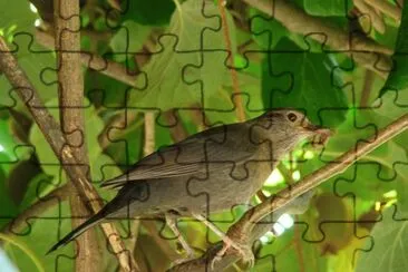 merlette jigsaw puzzle